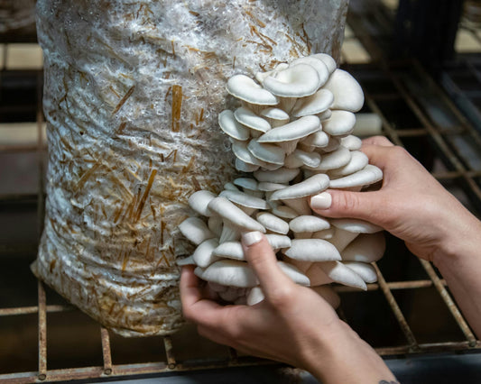 Fruchtsubstrat (Bulk-Substrate)